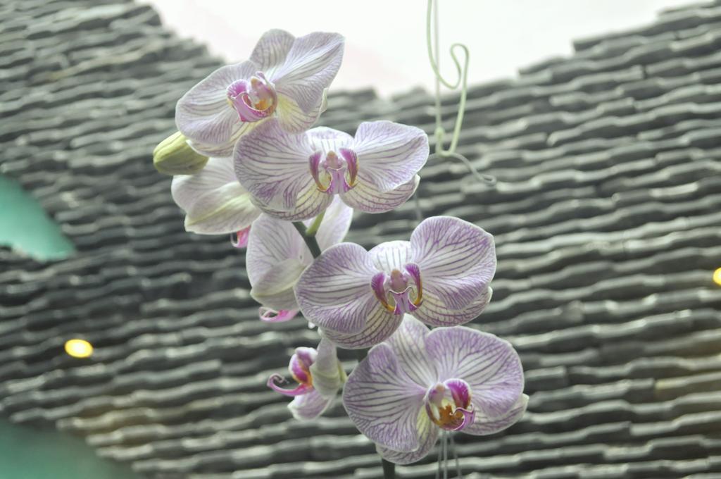 Green Coco Homestay ฮอยอัน ห้อง รูปภาพ